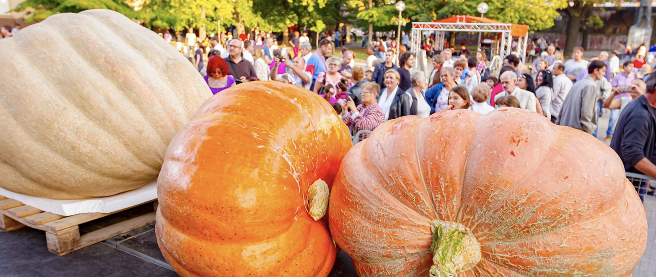 Ginormous Pumpkin Festival