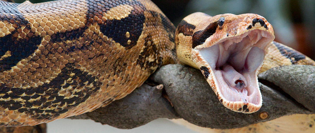 red-tailed boa constrictor