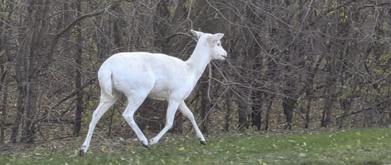 white deer named Penelope